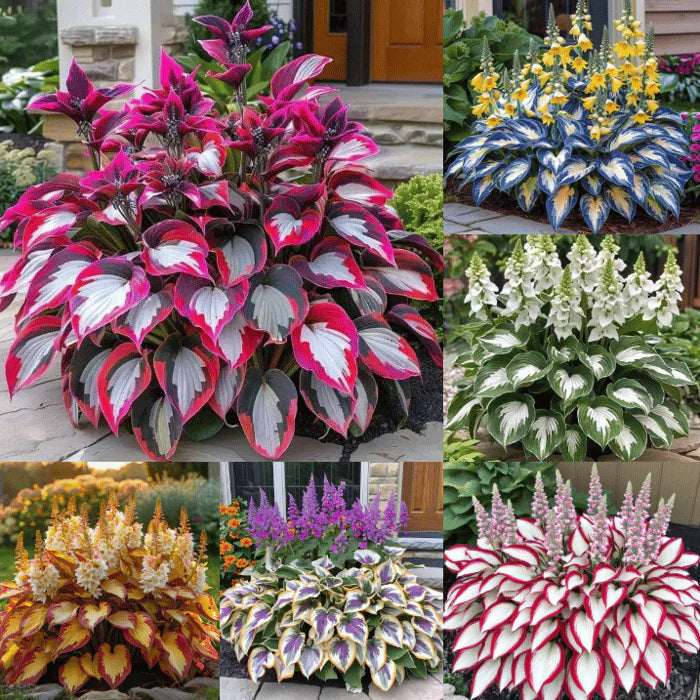 🌿 Rare Multicolor Hosta Seeds (Pack of 6 Color Seeds)
