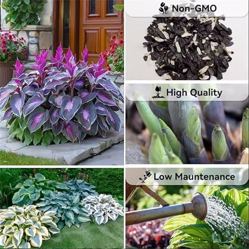🌿 Rare Multicolor Hosta Seeds (Pack of 6 Color Seeds)
