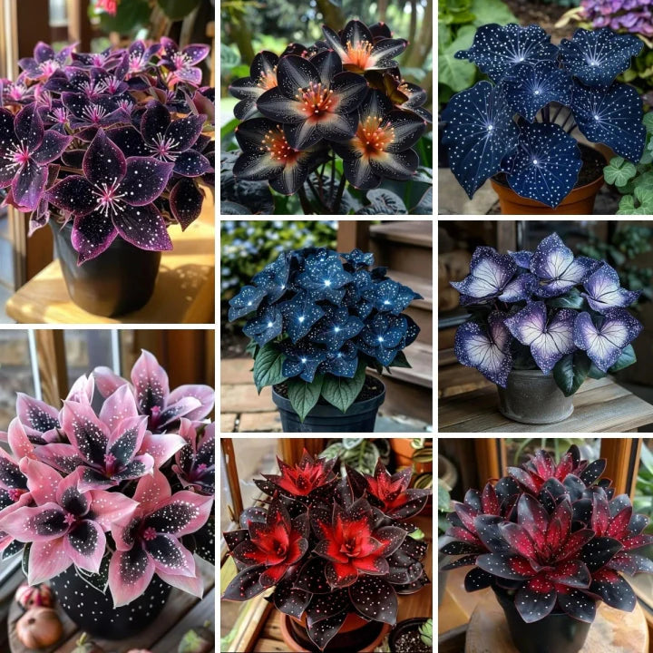 🌿 Rare Multicolor Hosta Seeds (Pack of 6 Color Seeds)